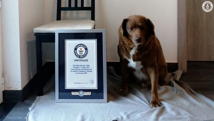 30-year-old Bobi breaks Guinness World Records for oldest dog ever