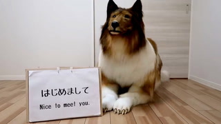 Video: Ønsker å være en hund