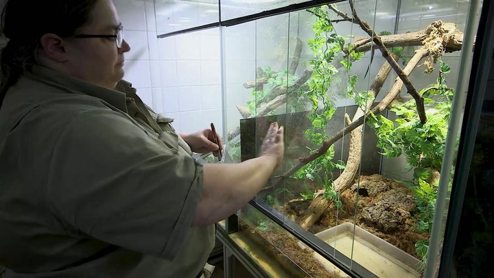 World&#039;s Oldest Zoo Becomes The First Zoo On Earth To Welcome Crocodile Tegu Offspring In Vienna, Austria