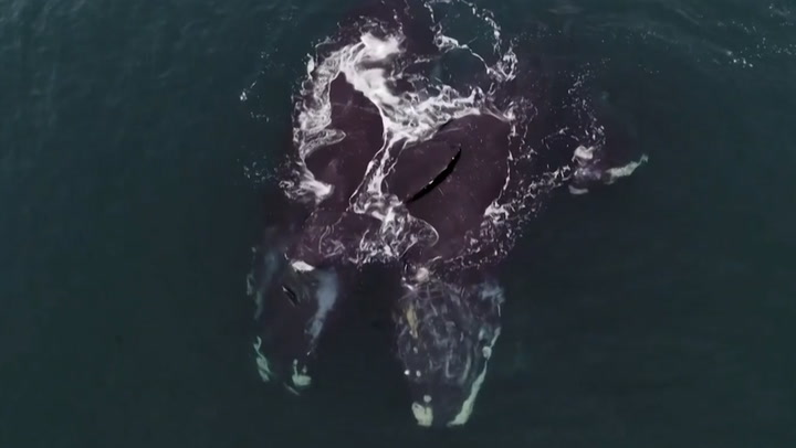 Endangered whales ‘hug’ in rare footage