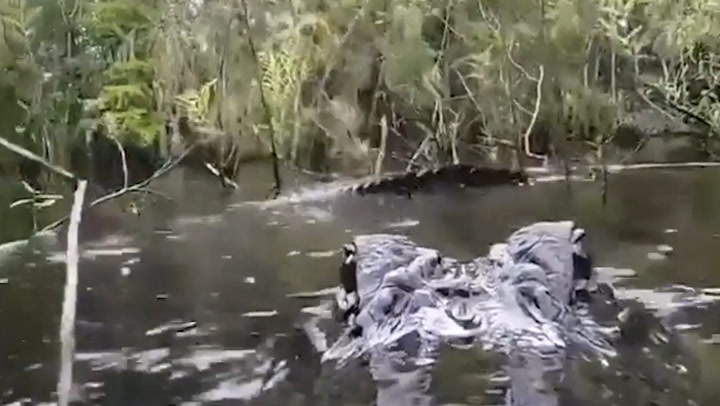 Scary moment photographer escapes the jaws of a hungry alligator