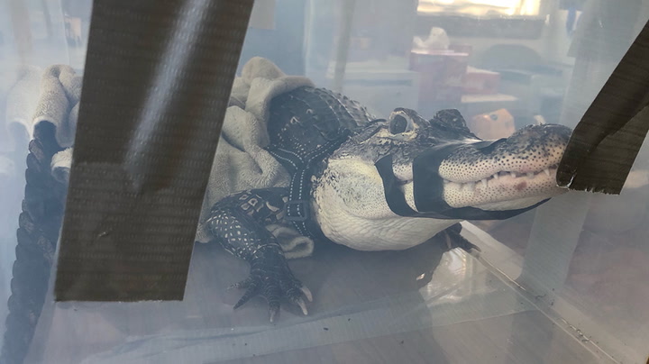 Pet alligator surrendered to animal protection group in New York