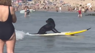 El perro que surfea y es furor en las redes