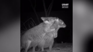 Orphaned baby wallabies enjoy new home at Perth Zoo