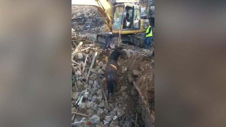 Horse rescued from rubble 21 days after Turkey earthquake