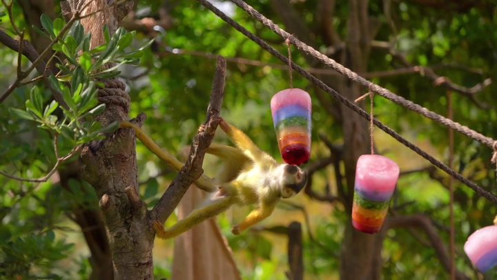 London zoo animals celebrate pride by tucking into rainbow lollies