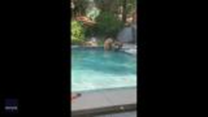 California couple found a bear family swimming in their pool