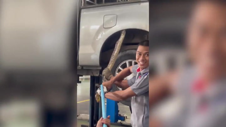 Large python battles with mechanics in fierce tug-of-war as it refuses leave driver’s truck