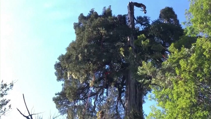 Scientists may have found the world’s oldest tree in Chile