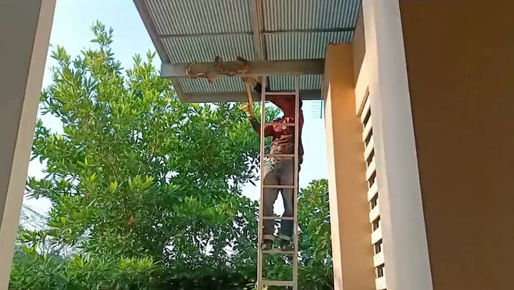 Wildlife rescuer climbs up ladder to remove large python dangling on rafters