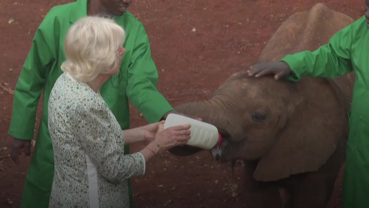 Camilla Bottle-feeds Orphaned Baby Elephants At Kenya Sanctuary Original Video M241931