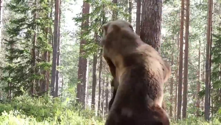Graban una brutal pelea entre dos osos pardos en Finlandia