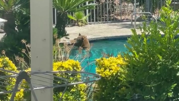 Brown bear takes a dip in family's swimming pool