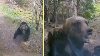 Mother bear attacks car while defending cub this spring