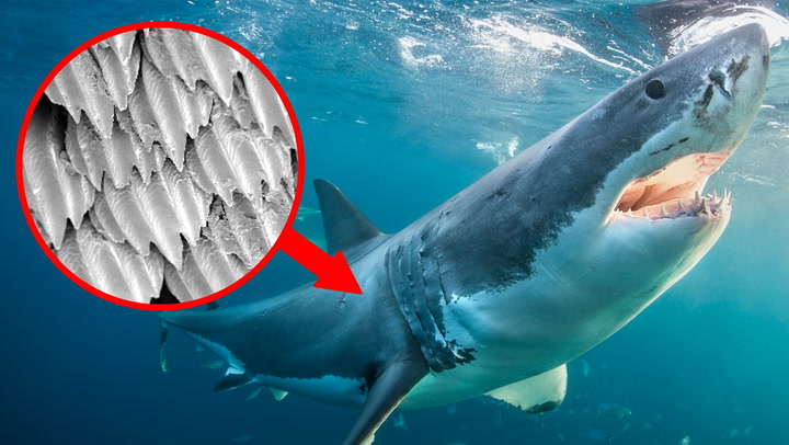 Why shark scales are so cool