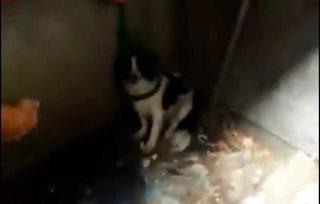 Así rescataron a la perra que una mujer tiró a un contenedor de basura