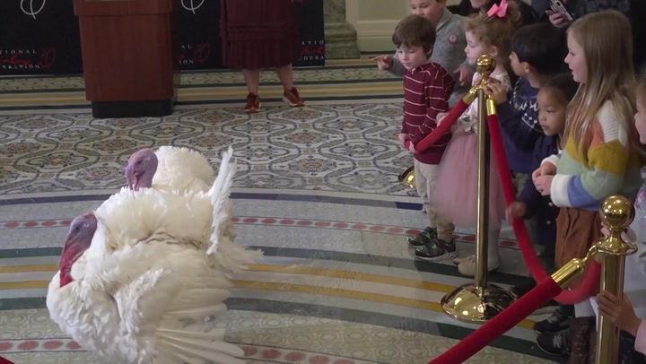 Thanksgiving turkeys roam hotel suite ahead of presidential pardon at White House