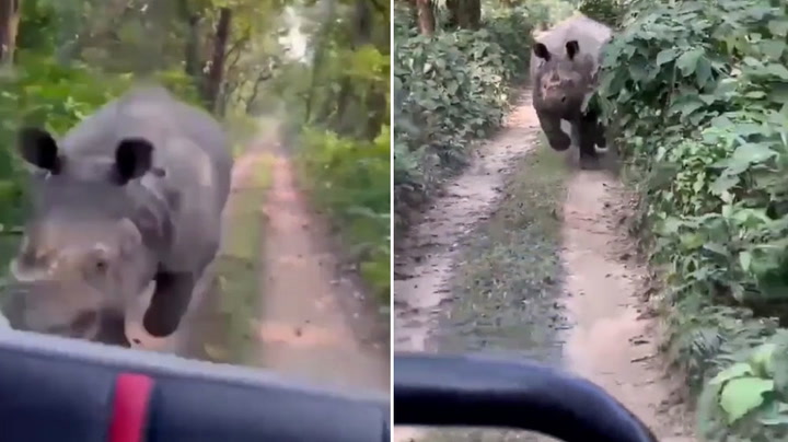 Giant rhino chases startled tourists driving through national park