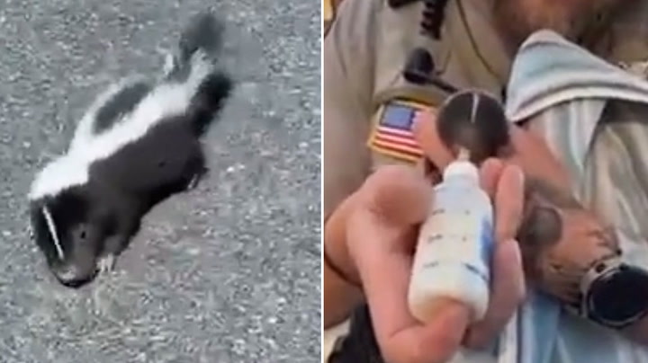 Police officer rescues lost baby skunk in Minnesota
