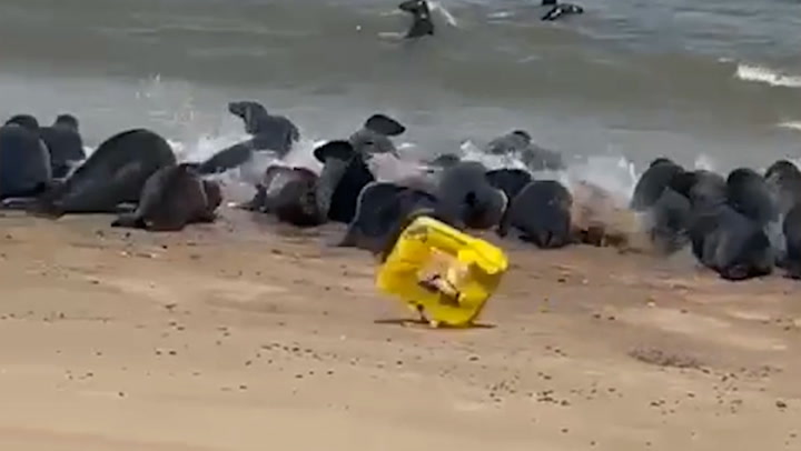 Beach litter spooks seal colony into stampede