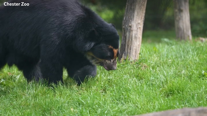 Rare Andean bear that could 'help save species' arrives at Chester Zoo