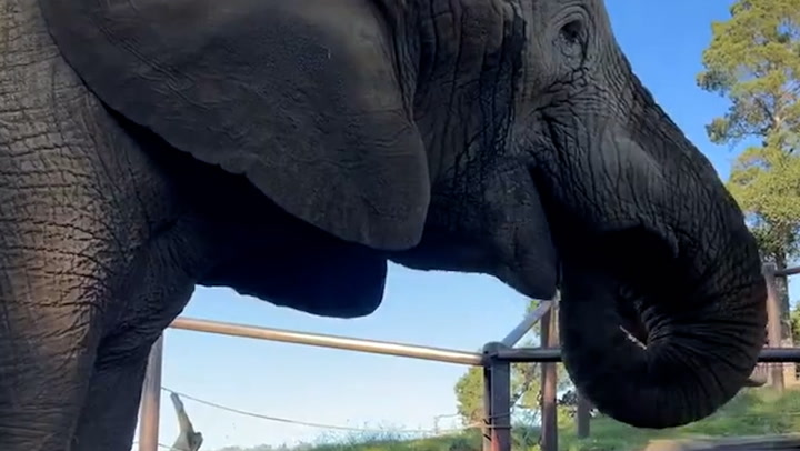 Elephant 'purrs' with happiness as he enjoys afternoon snack