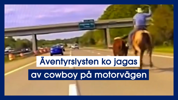 Äventyrslysten ko jagas av cowboy på motorvägen