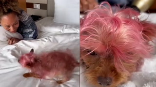 Mel B dyes her Yorkshire Terrier bright pink on ‘spa day’