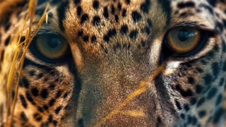 Thomas Kaplan of wild cat conservation charity Panthera on the mission to save the Arabian Leopard
