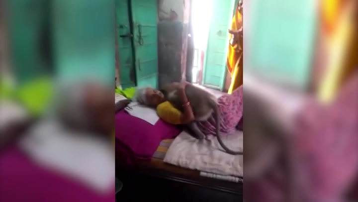 Monkey jumps into elderly woman's bed for a cuddle