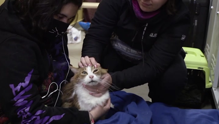 Ukraine women bring their cats while fleeing the country on journey to safety