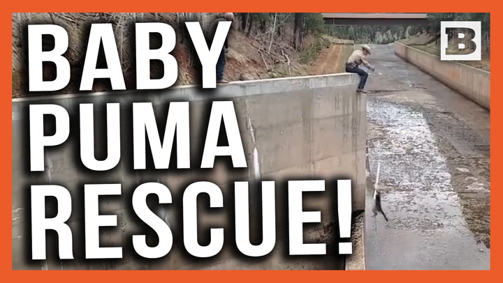 Baby Mountain Lions Rescued! Two Cubs Rescued from  Colorado Spillway