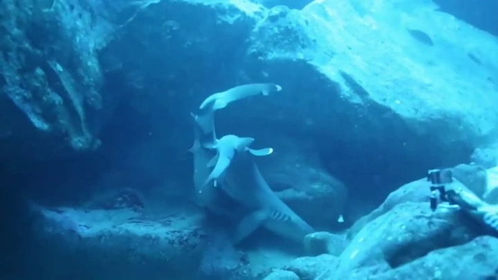 Tiburones apareándose en Costa Rica