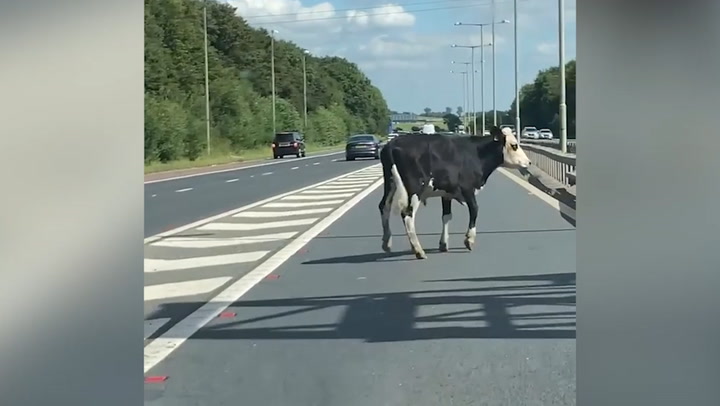 Frightened cow causes chaos after escaping onto busy motorway