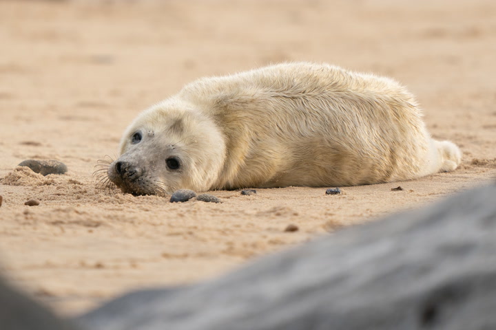 First grey seal pups of the season born on Norfolk beach