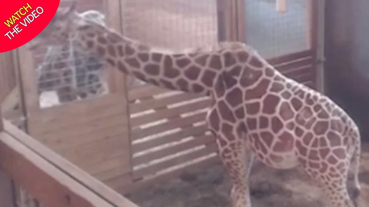 April the giraffe is giving birth on live cam again with calf number five -  Mirror Online