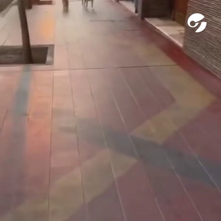 Un perro sacó a pasear a otro perro