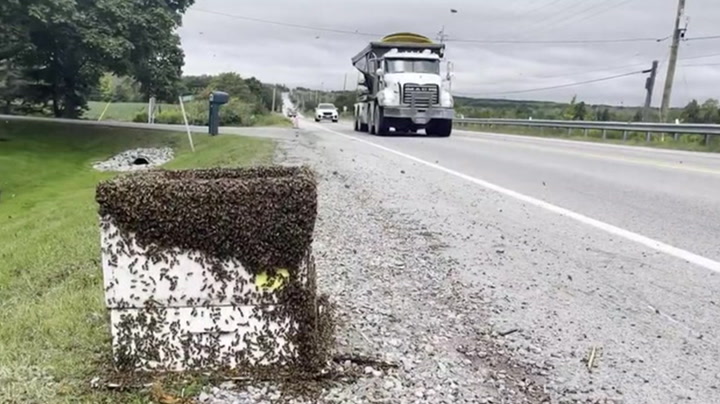 Five million bees fall off truck near Toronto after vehicle 'took a hard turn'