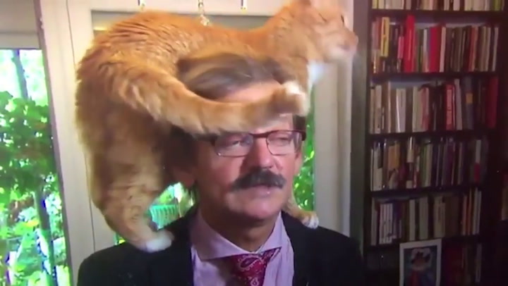 El gato que se subió a la cabeza de un historiador durante una entrevista - Fuente: Youtube