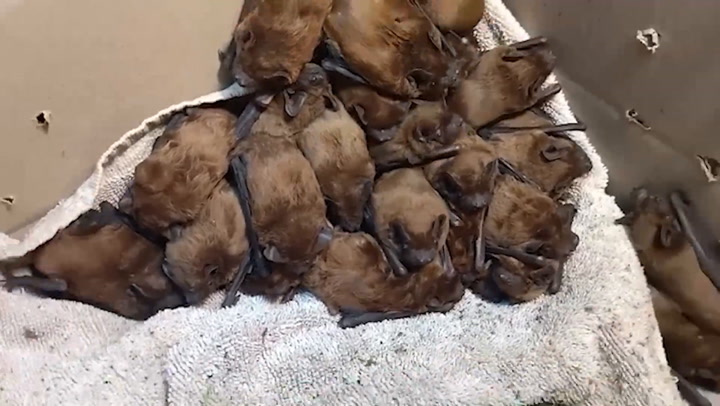 Ukrainian wildlife charity store hibernating bats in fridge as they flee Russian bombing