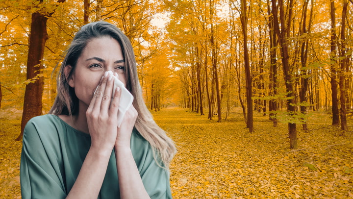 SOME GOOD AND BAD NEWS FOR FALL ALLERGY SUFFERERS THIS YEAR