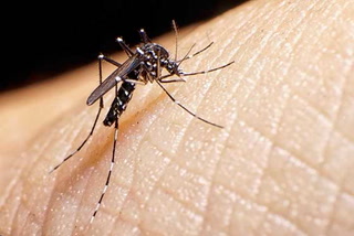 Claves para entender cómo se transmite el dengue y qué hacer ante el contagio