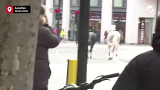 Se escaparon 5 caballos de la Guardia Real y causaron caos en el centro de Londres