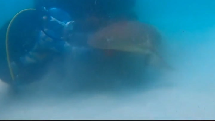 Moment diver saves shark hooked to artificial reef