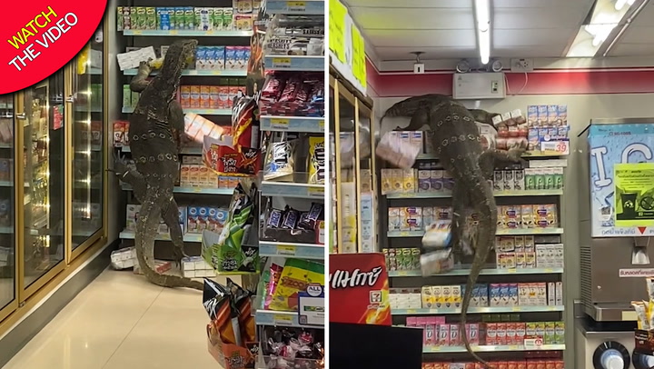 Shoppers stunned as 6ft lizard climbs shelves in supermarket after ...