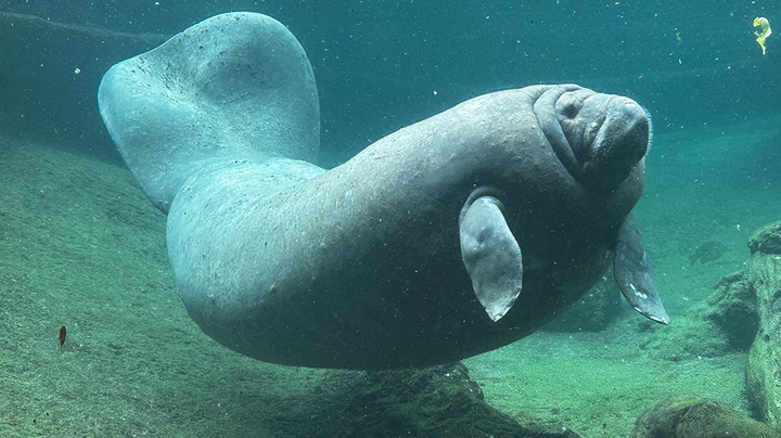 One of the oldest manatees in Florida dies