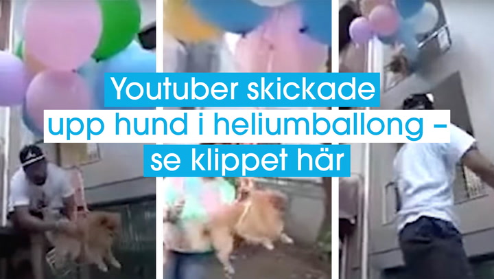 Youtuber skickade upp hund i heliumballong – se klippet här