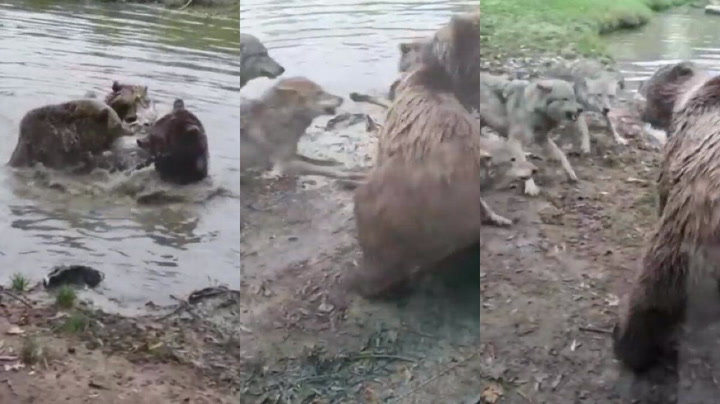 Horrifying moment bears rip wolf to PIECES as pack desperately tries to save her at zoo - Daily Star