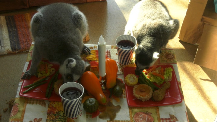 Lemurs enjoy Thanksgiving feast at Chicago zoo