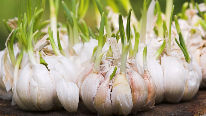 Can You Eat Sprouted Garlic?